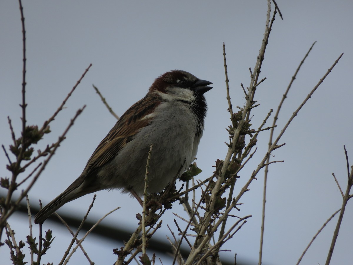 House Sparrow - ML135105121