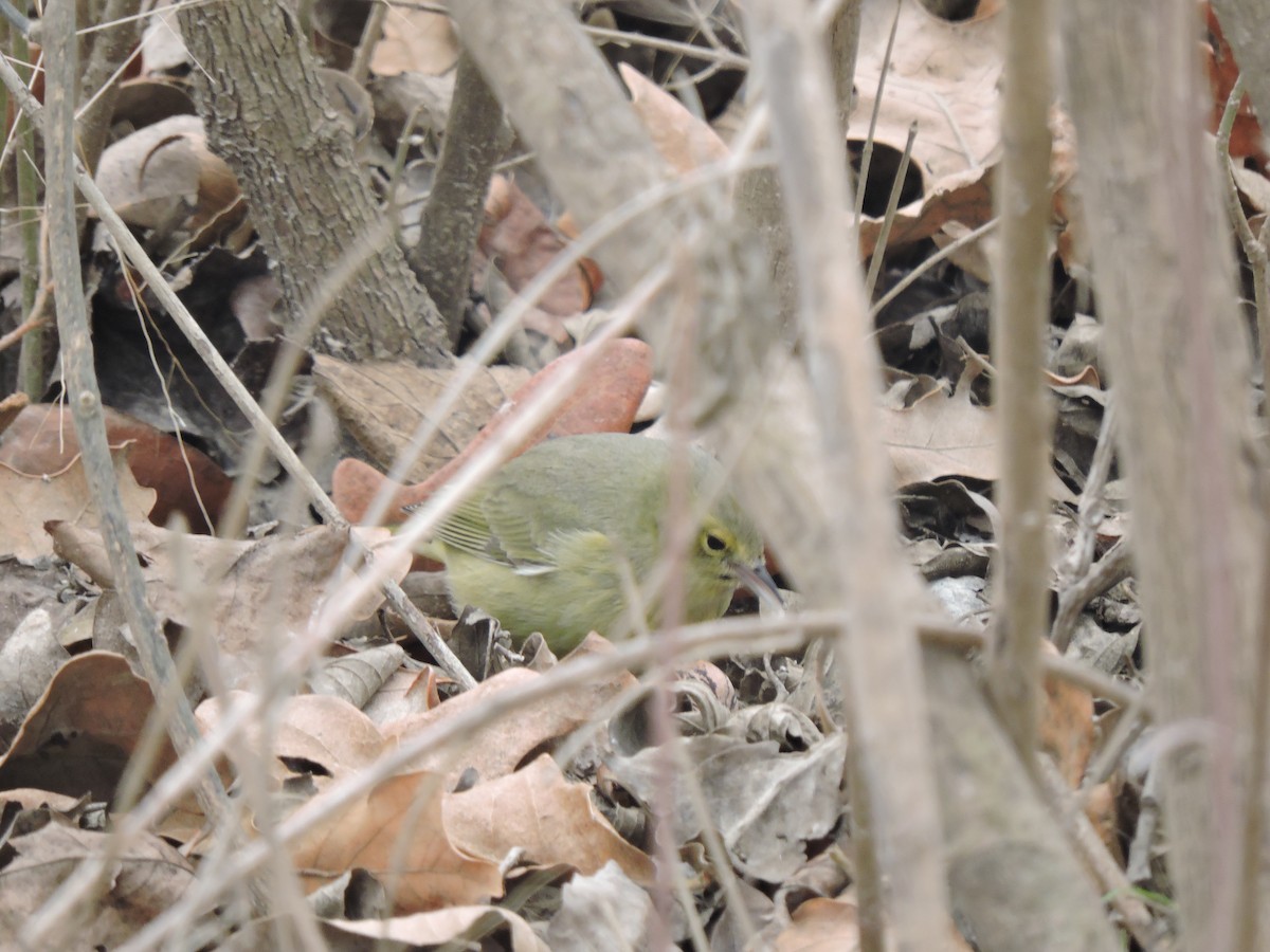 Orange-crowned Warbler - Carol Thompson