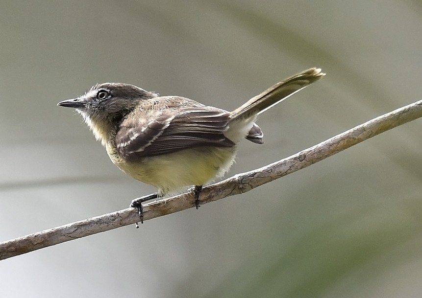 Pale-tipped Tyrannulet - Christoph Moning