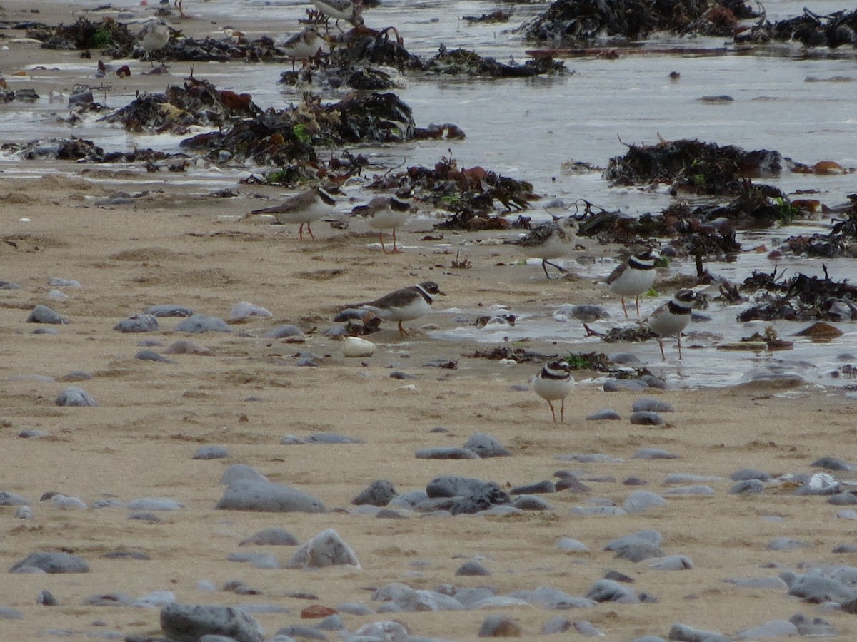 Common Ringed Plover - ML135110021