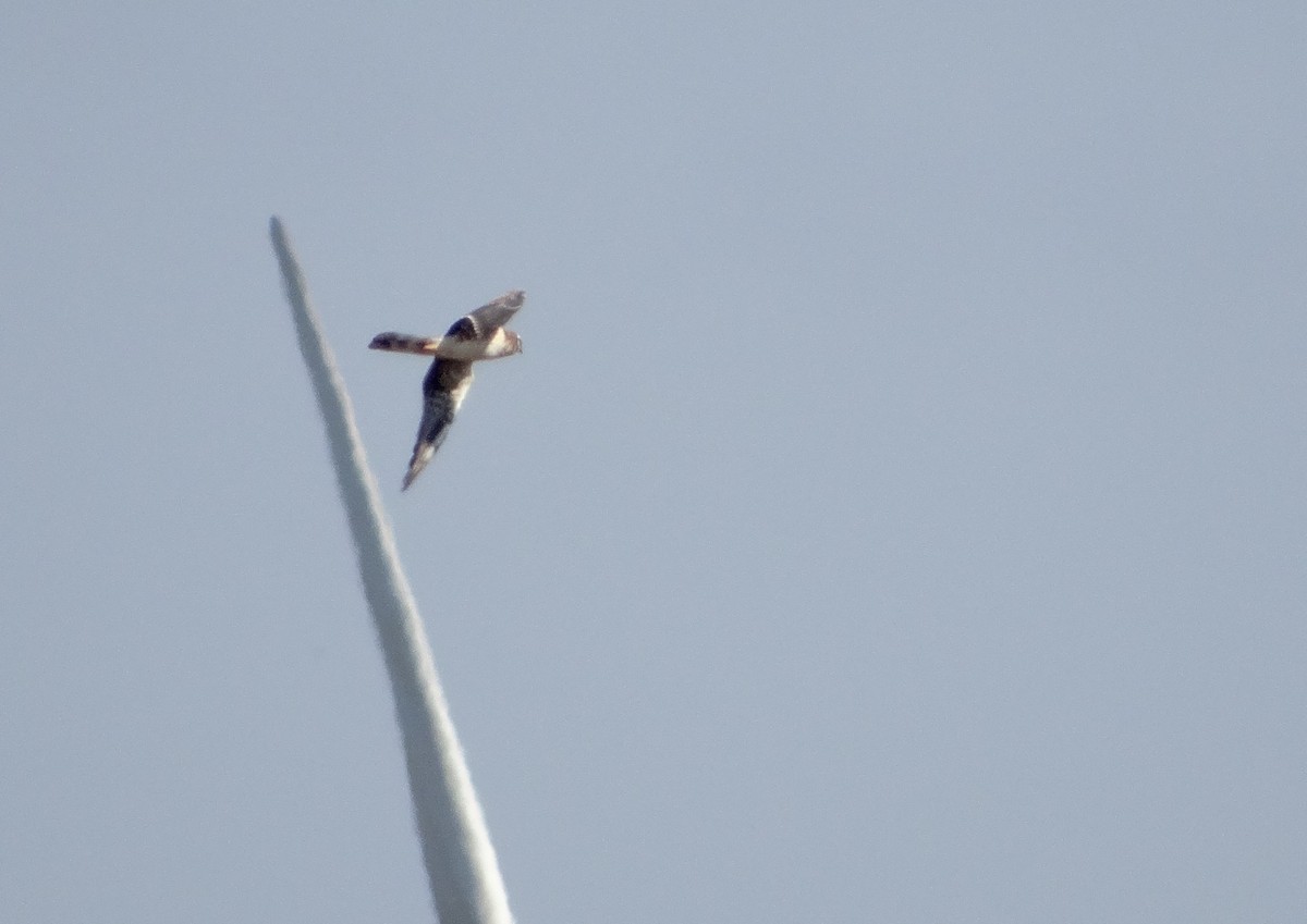 Pallid Harrier - ML135110591