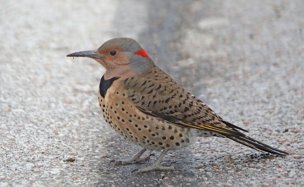 Northern Flicker (Yellow-shafted) - Elizabeth Winter