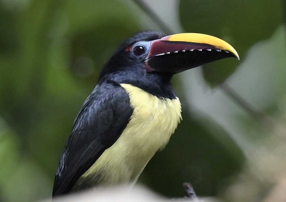 Green Aracari - Christoph Moning