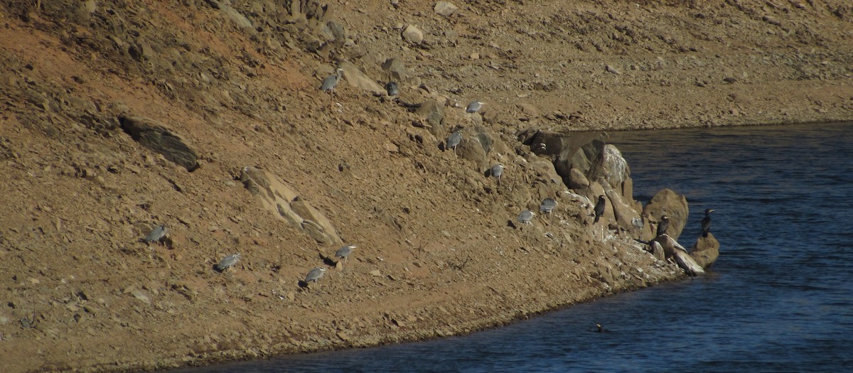 Héron cendré - ML135116631