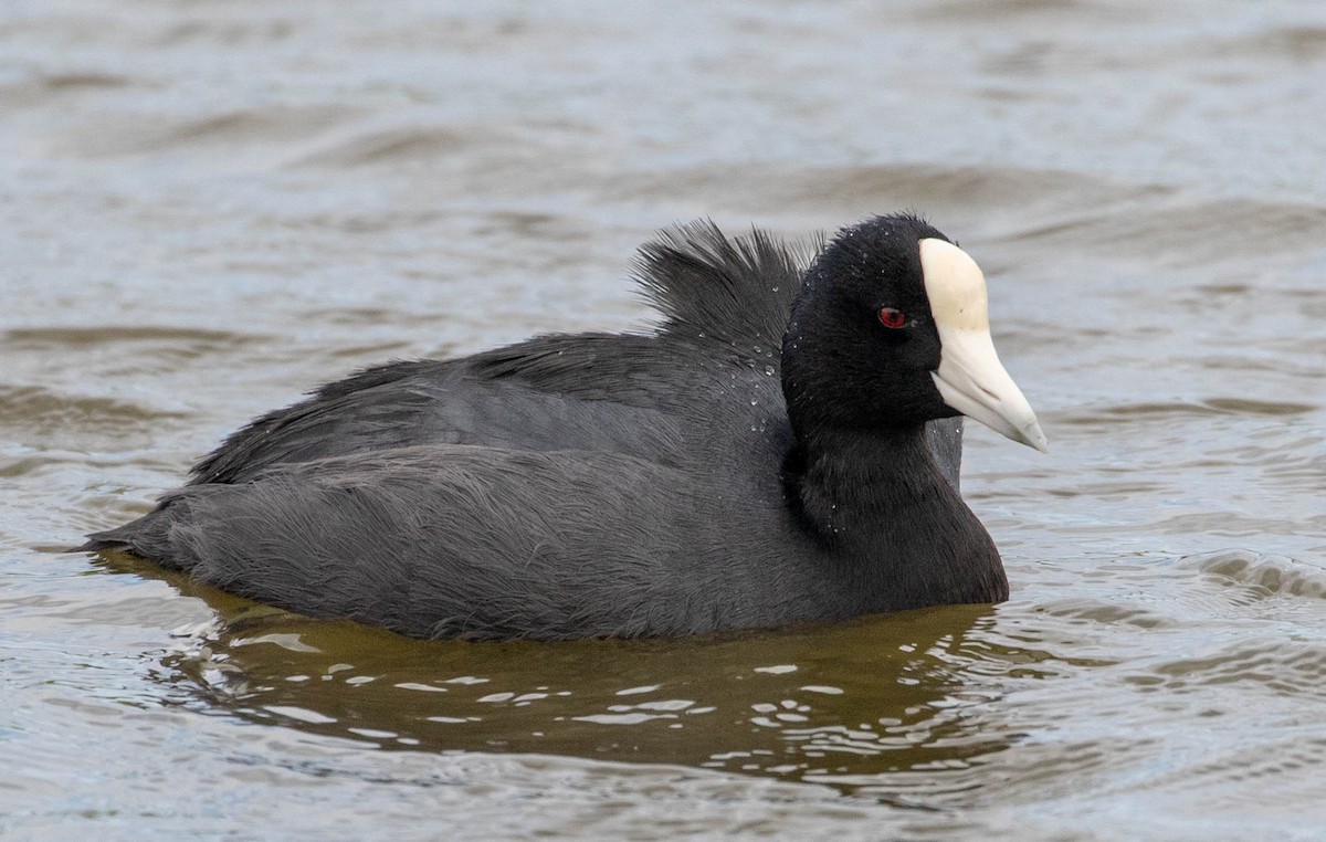 Hawaiian Coot (White-shielded) - Mel Senac