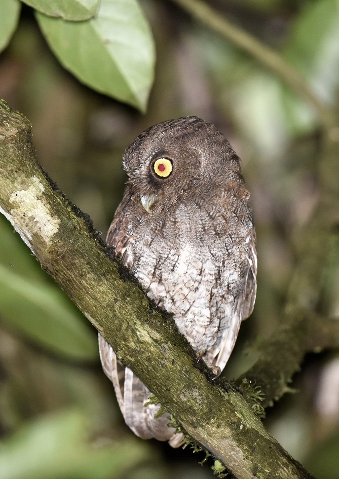 Foothill Screech-Owl (Roraima) - ML135117901