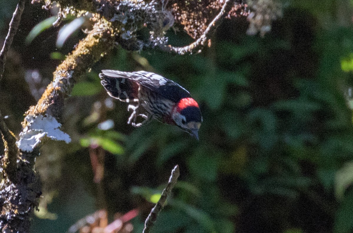 Crimson-naped Woodpecker - ML135120731