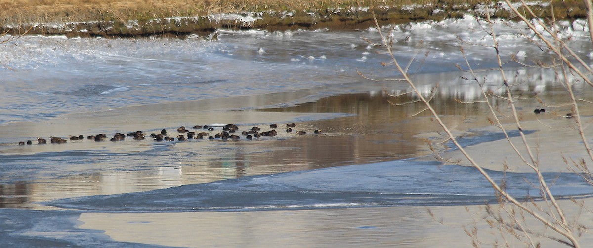 American Black Duck - ML135122621