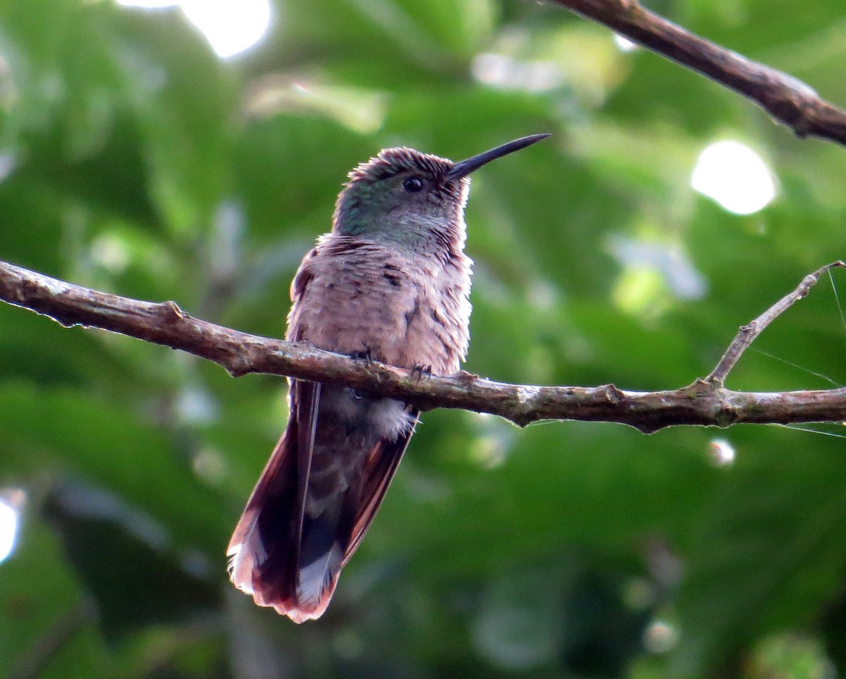 Scaly-breasted Hummingbird - Pam Campbell