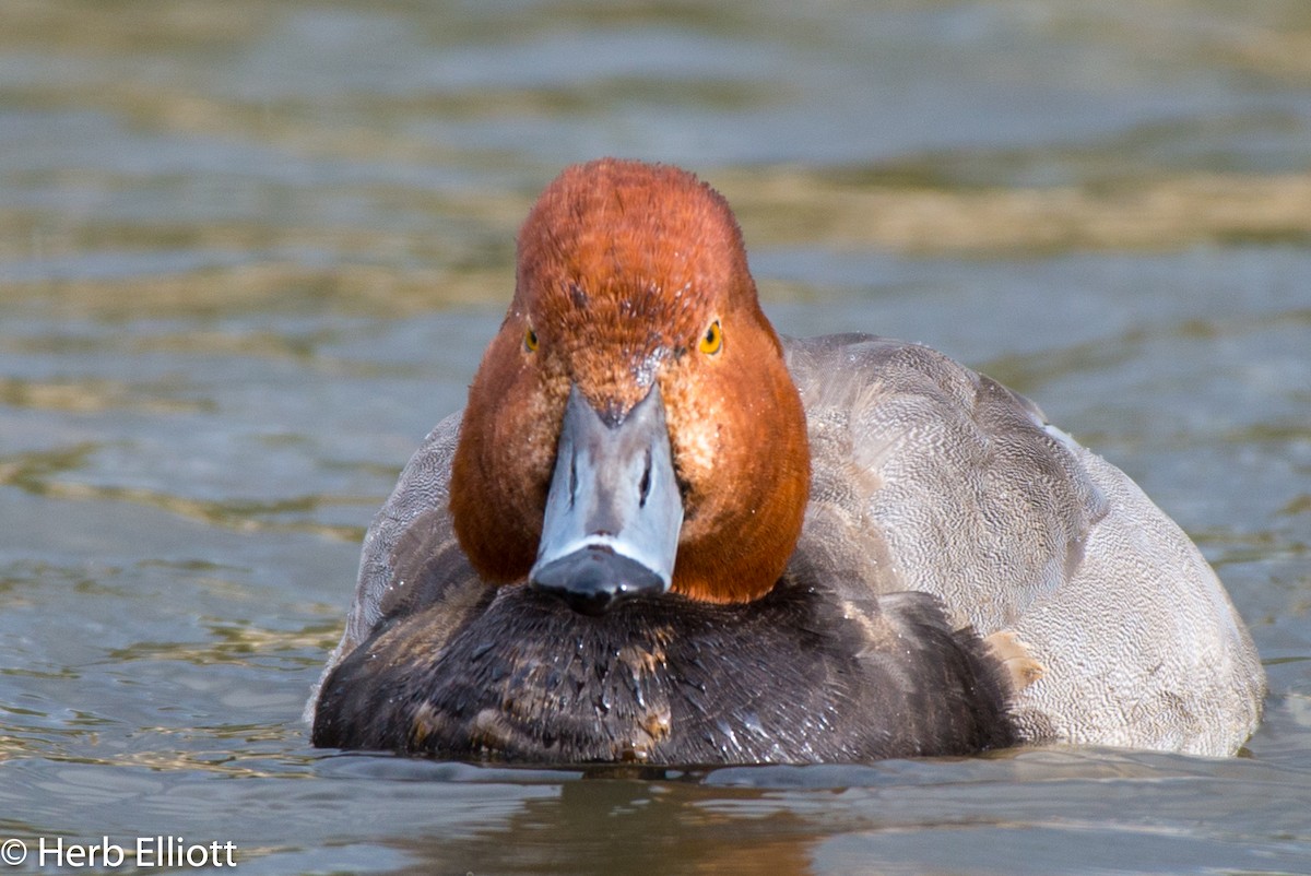 Redhead - Herb Elliott