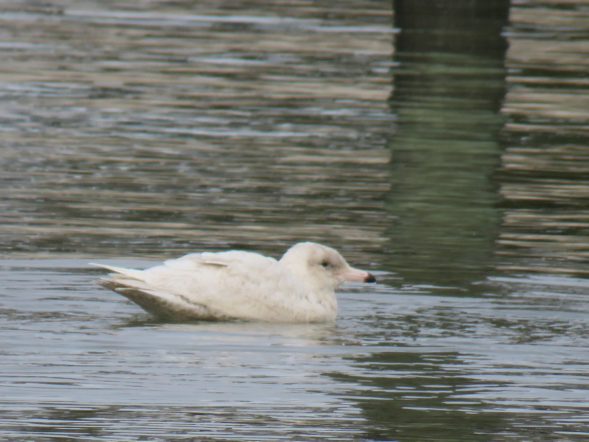 Glaucous Gull - ML135127671