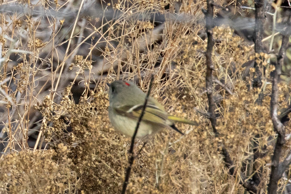 Ruby-crowned Kinglet - Susan Mac