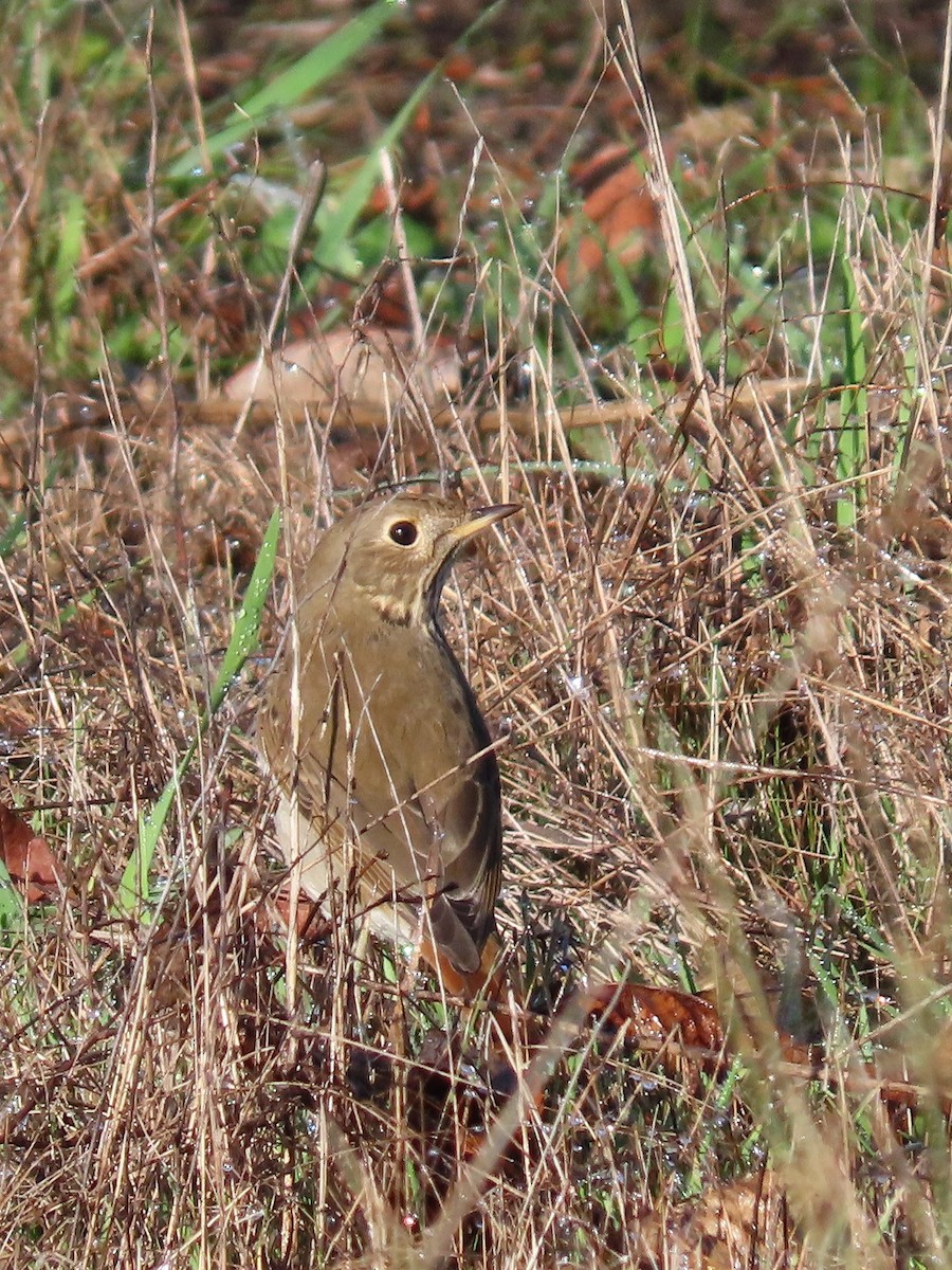 Hermit Thrush - ML135128481