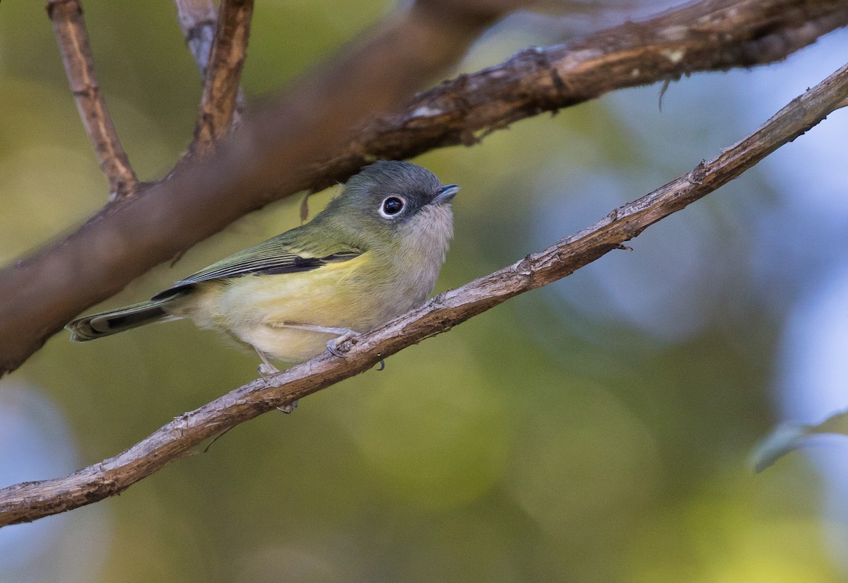Green Shrike-Babbler - Doug Gochfeld