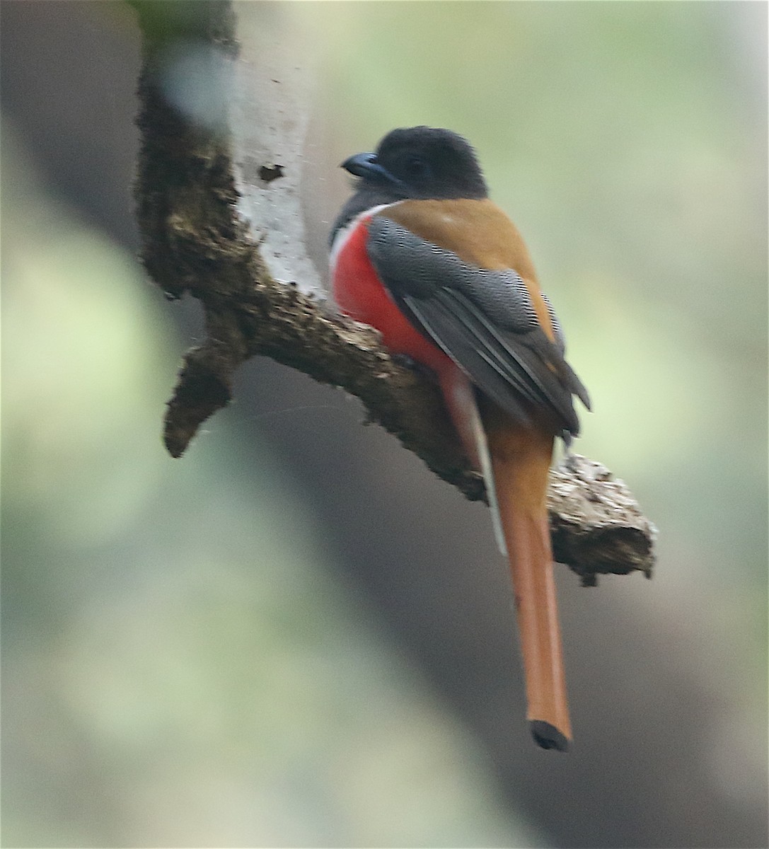 trogon indický - ML135128831