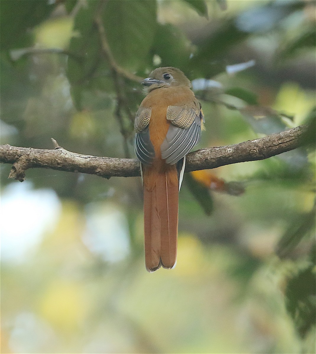 trogon indický - ML135128841