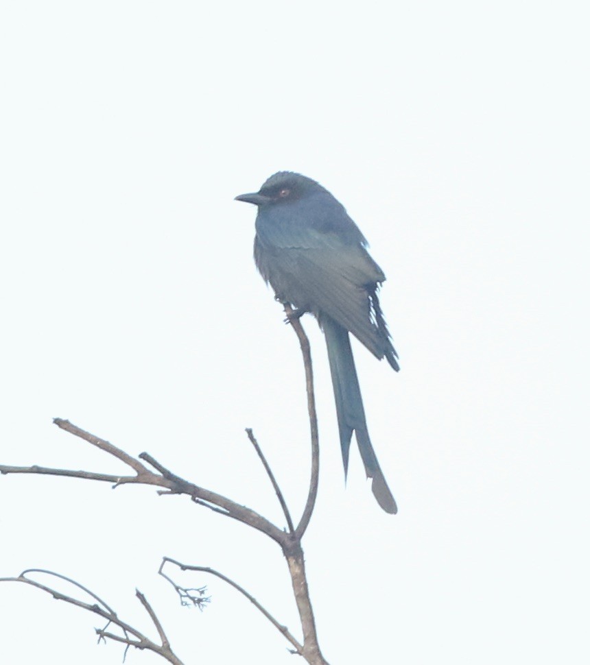 drongo kouřový - ML135128931