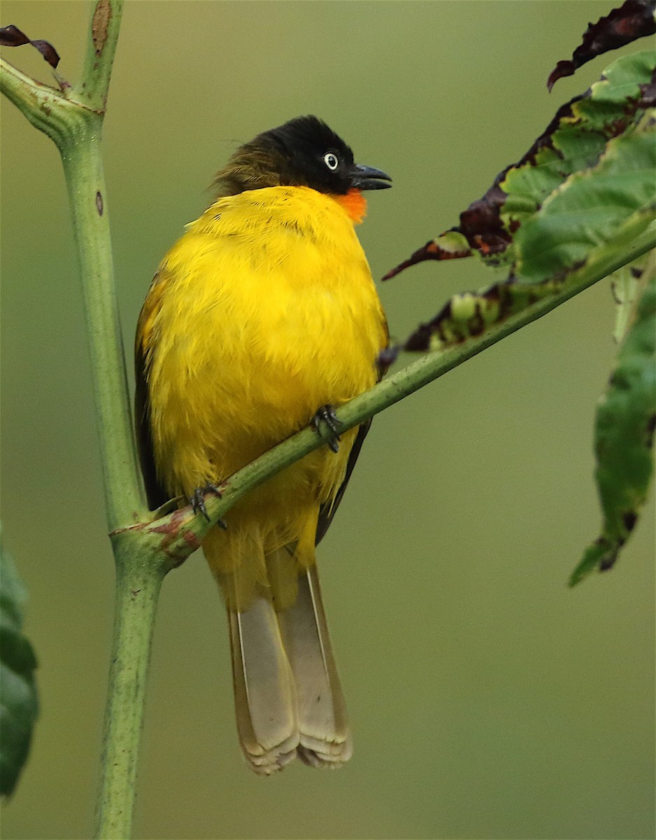 Flame-throated Bulbul - ML135129291