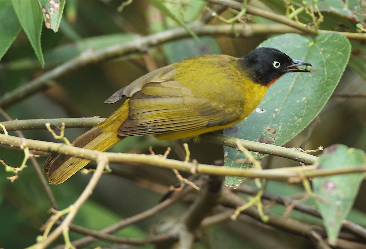 Flame-throated Bulbul - ML135129301