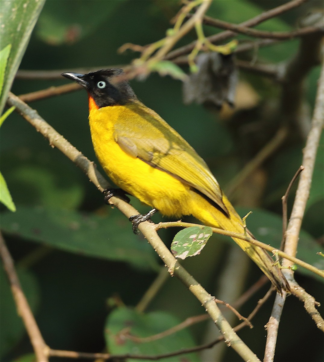 Flame-throated Bulbul - ML135129311