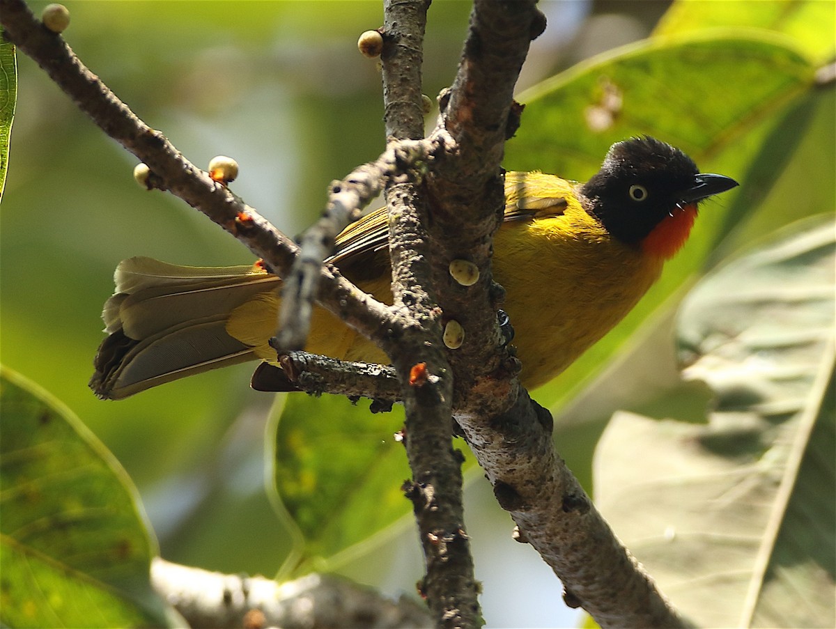 Flame-throated Bulbul - ML135129371