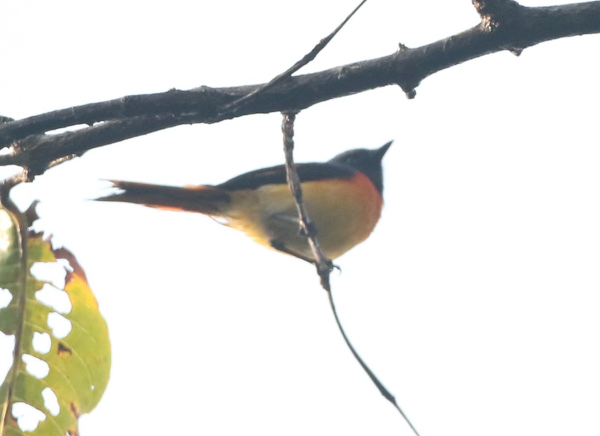 Small Minivet - ML135129471