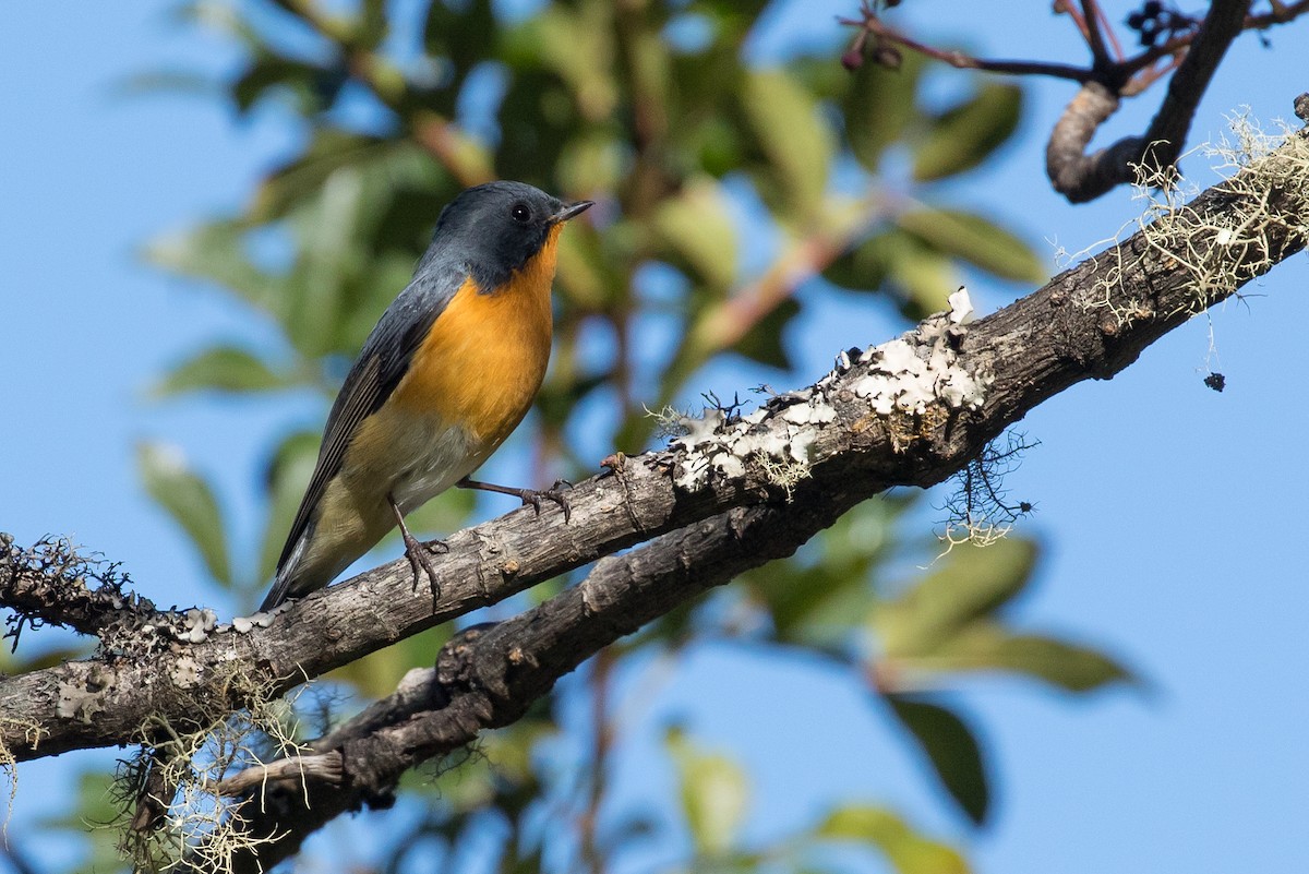 Slaty-backed Flycatcher - Doug Gochfeld