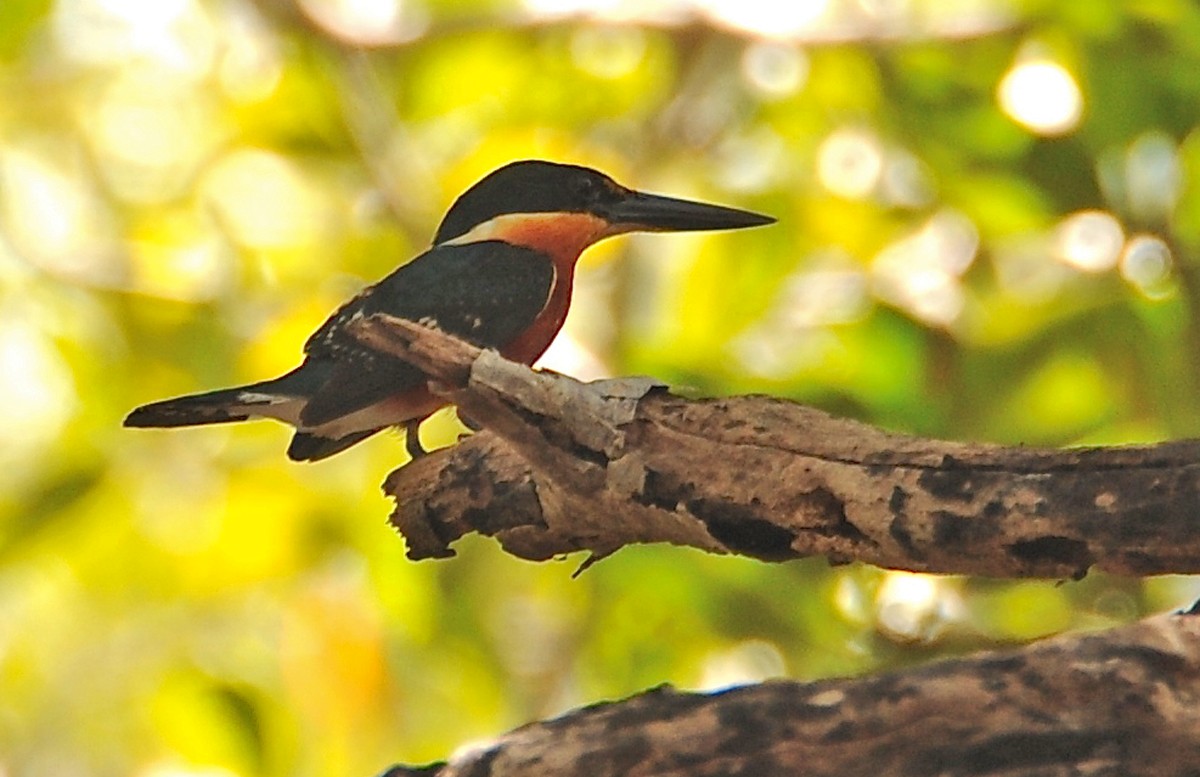 American Pygmy Kingfisher - ML135129611