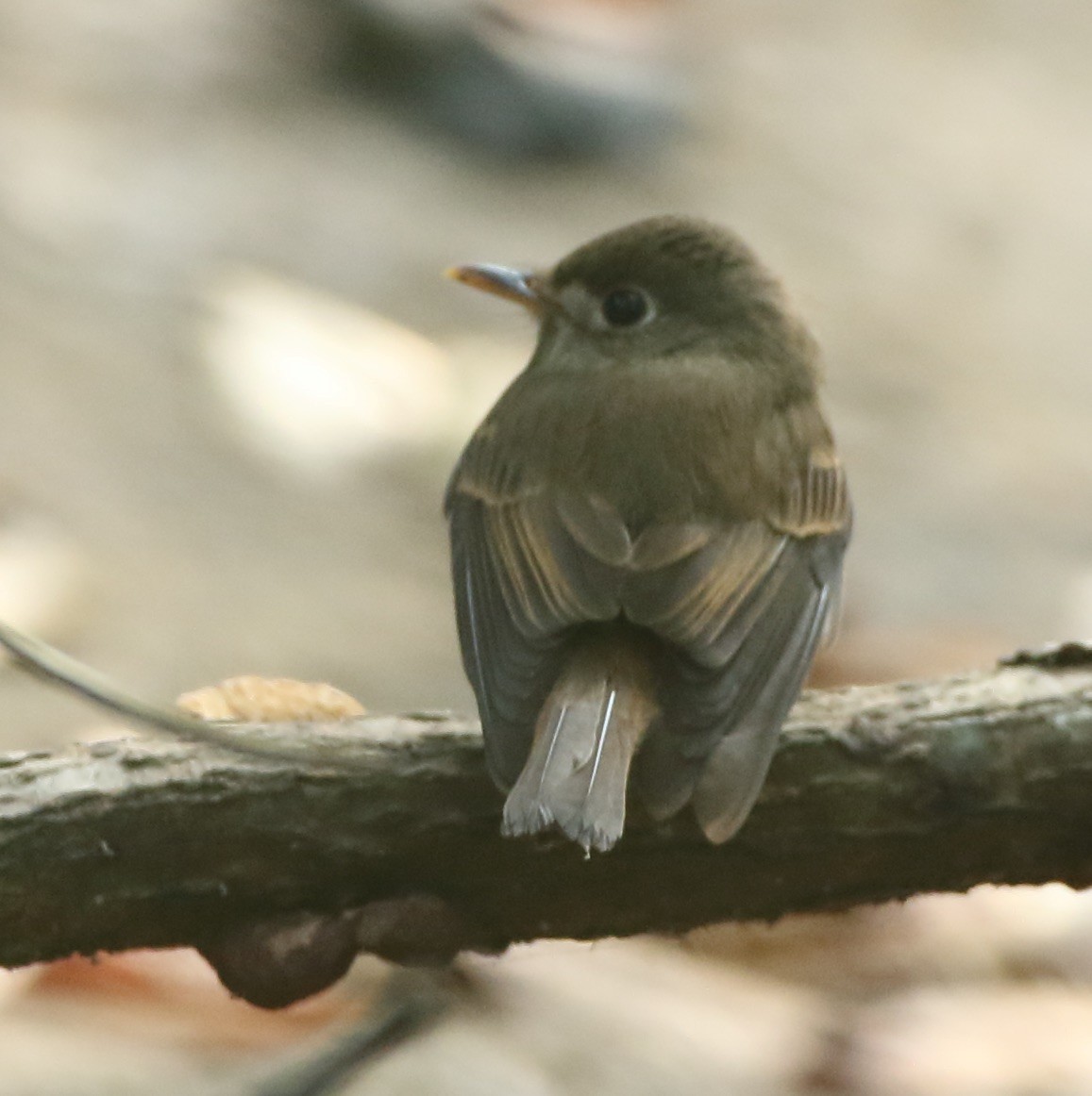 Brown-breasted Flycatcher - ML135129621