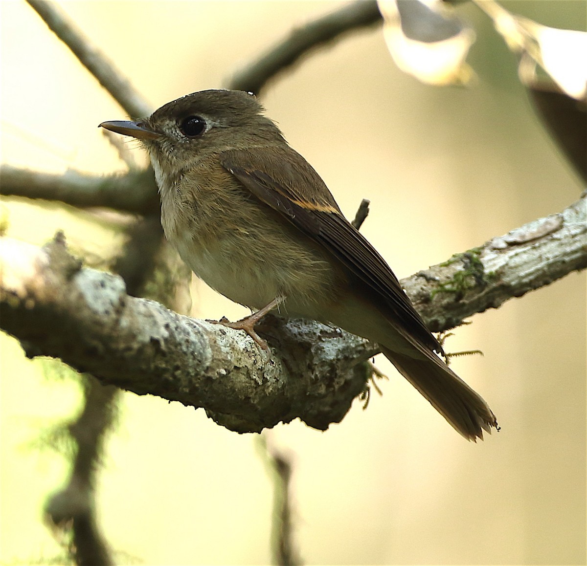 Brown-breasted Flycatcher - ML135129661