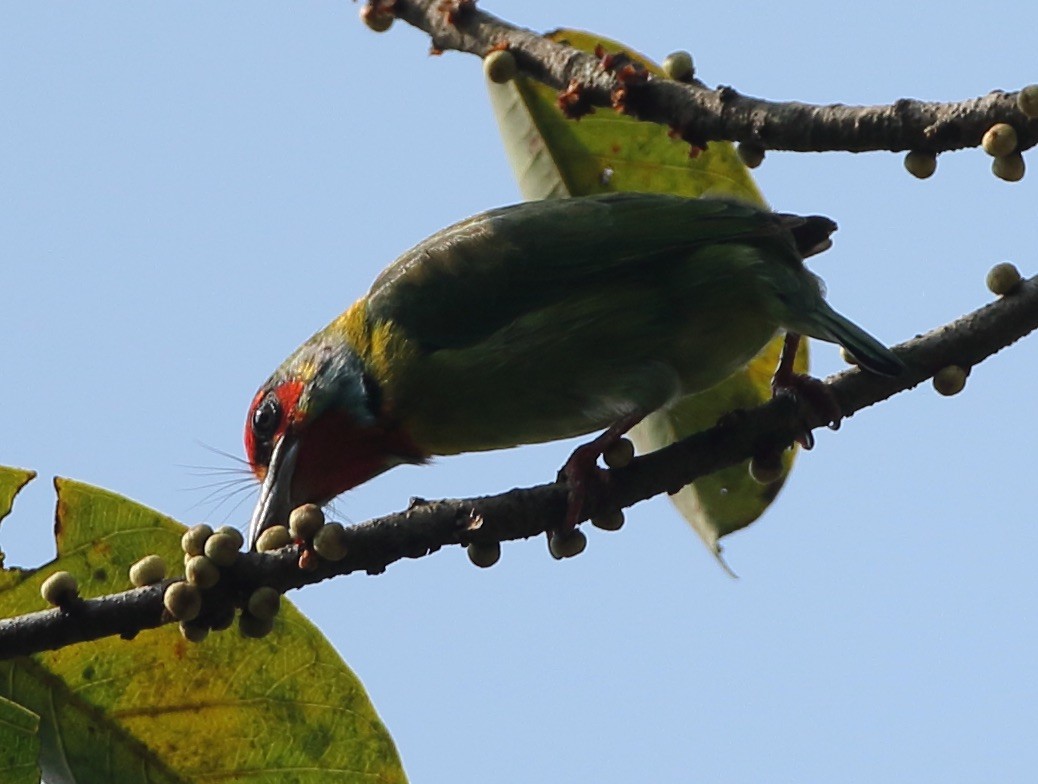 Malabar Barbet - ML135129871