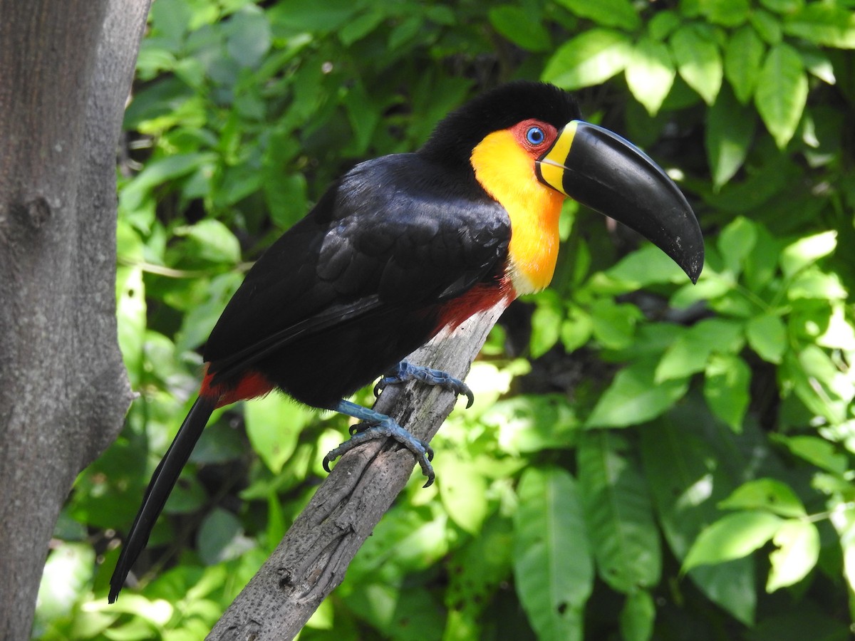 Channel-billed Toucan - ML135129881