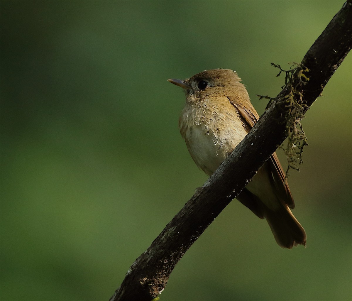 Brown-breasted Flycatcher - ML135129921