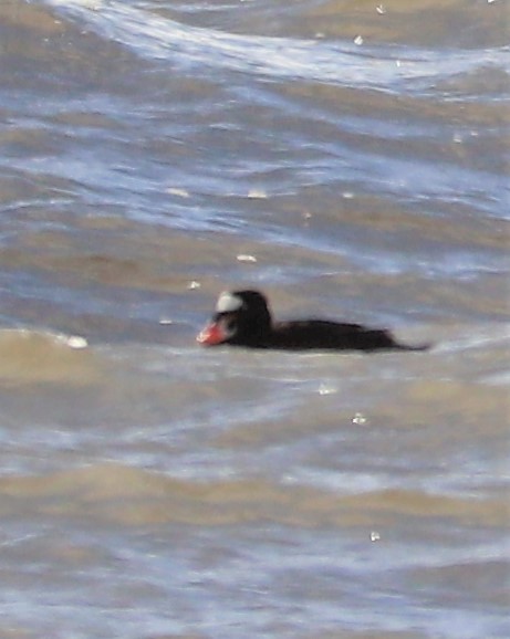 Surf Scoter - ML135131271