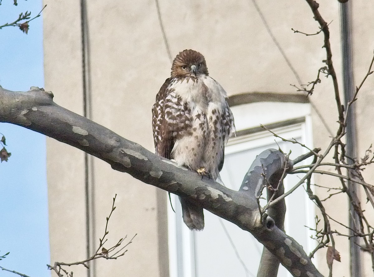 Red-tailed Hawk - ML135131591