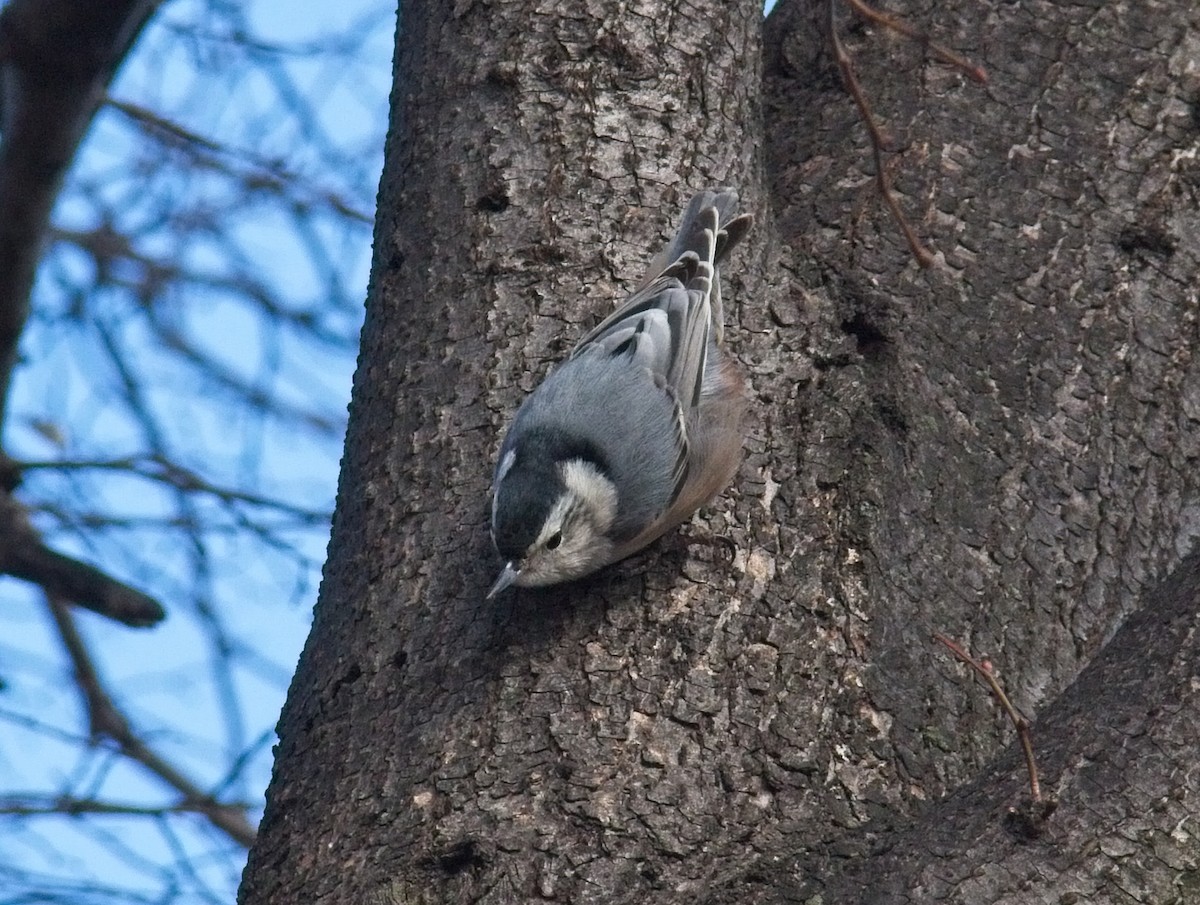 White-breasted Nuthatch - Laura Goggin