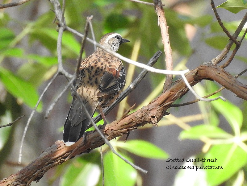 Spotted Quail-thrush - ML135134361