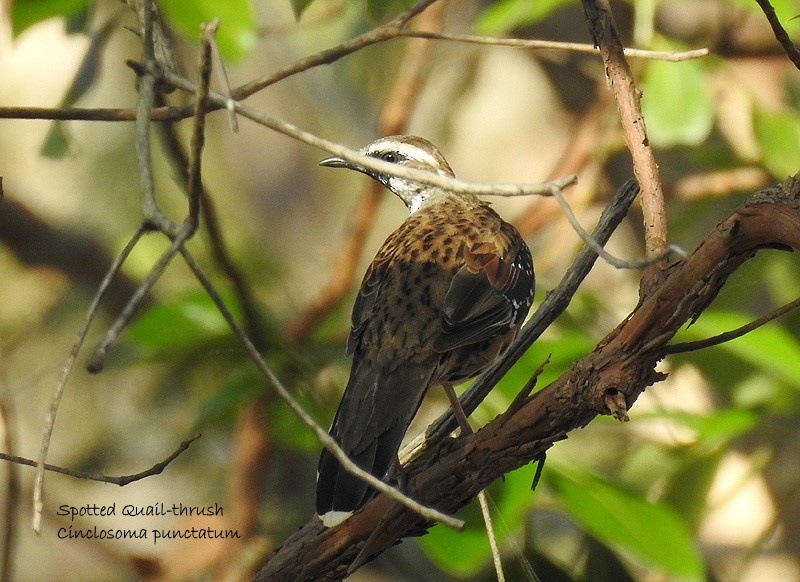 Spotted Quail-thrush - ML135134391