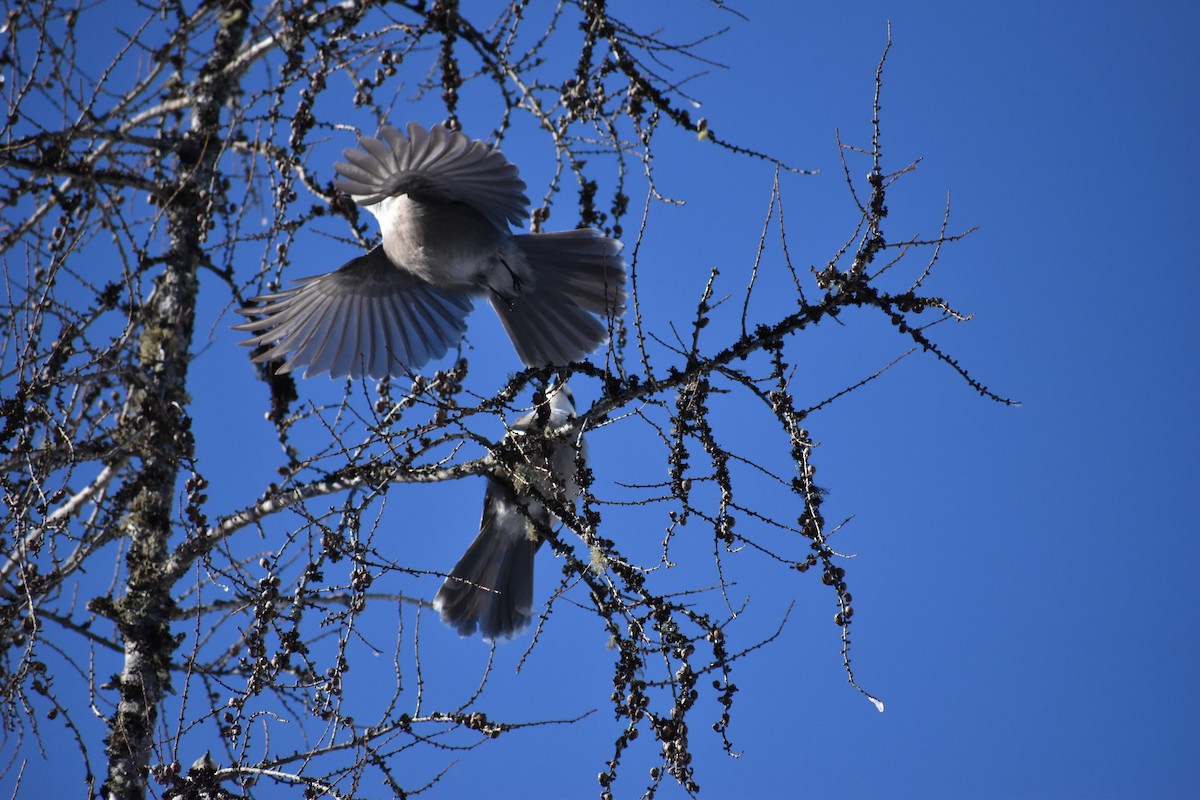 Canada Jay - ML135134541