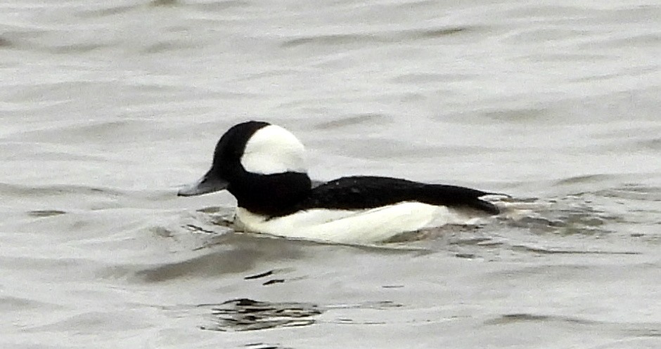 Bufflehead - Annette Daughdrill