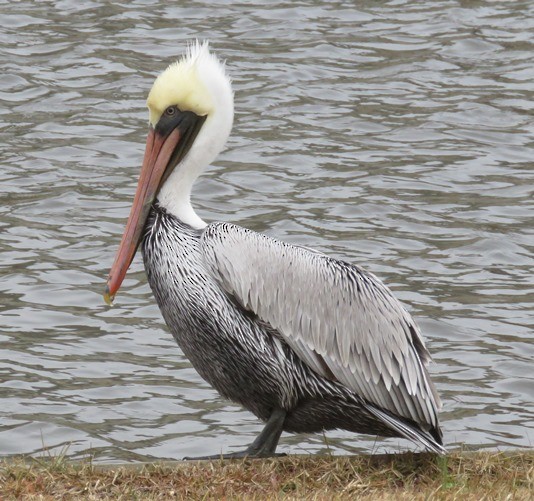 Brown Pelican - ML135134981