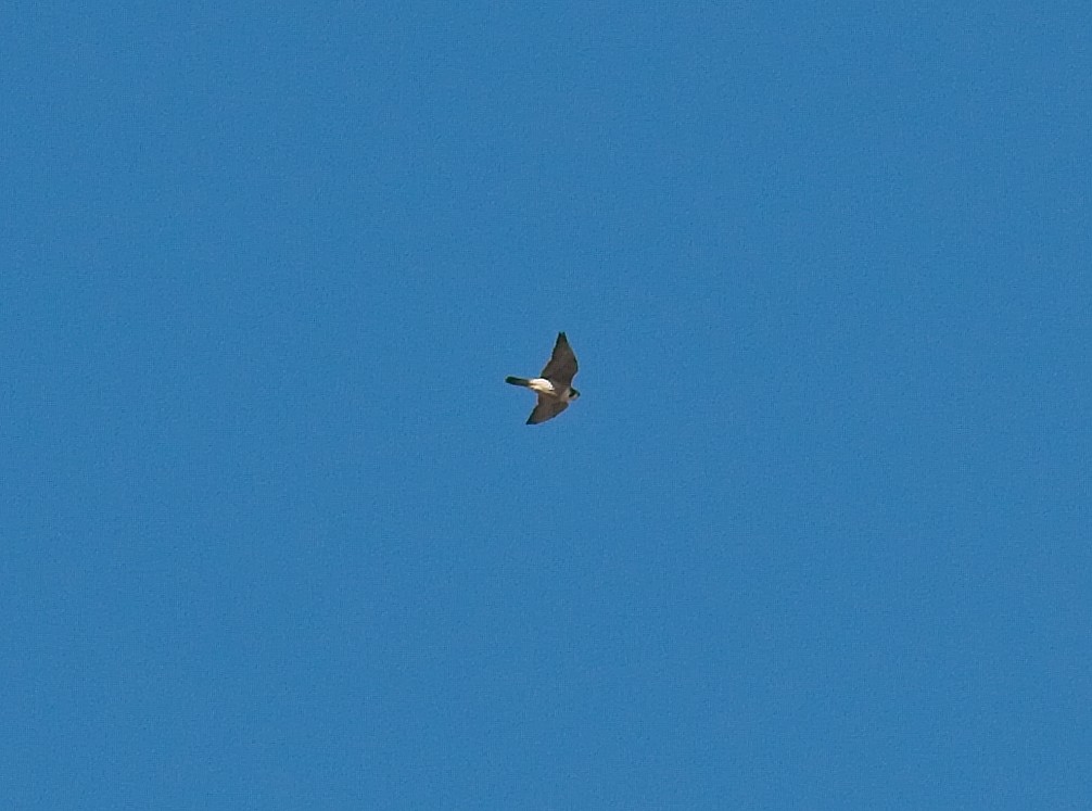 Peregrine Falcon - ML135135261
