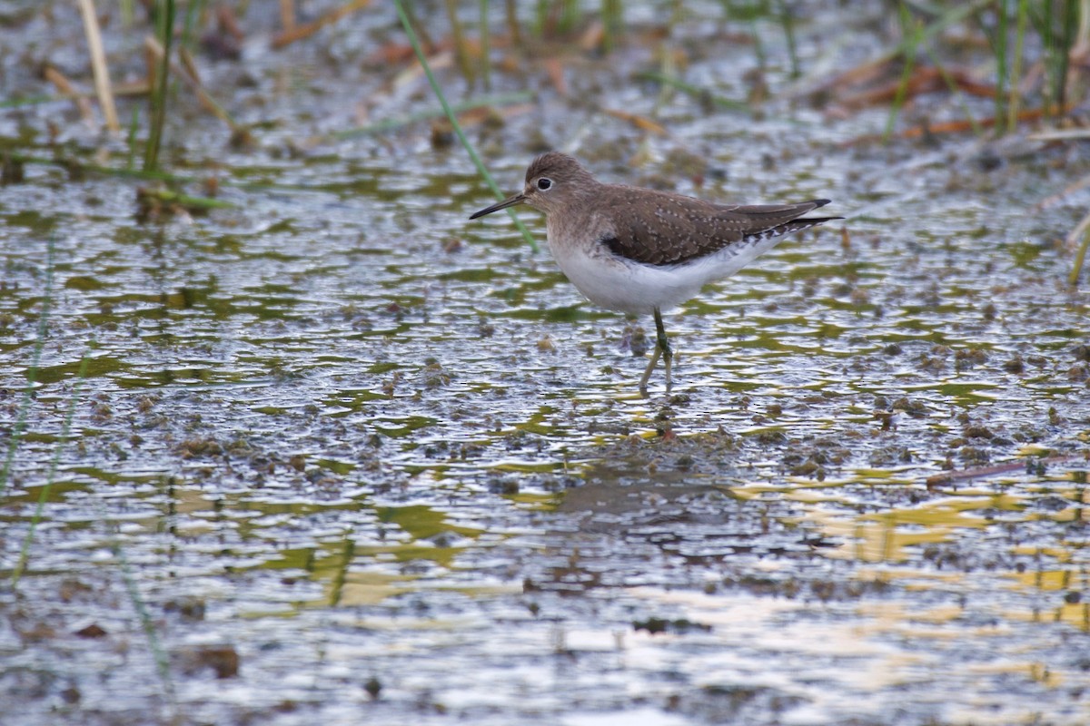 Solitary Sandpiper - ML135136061