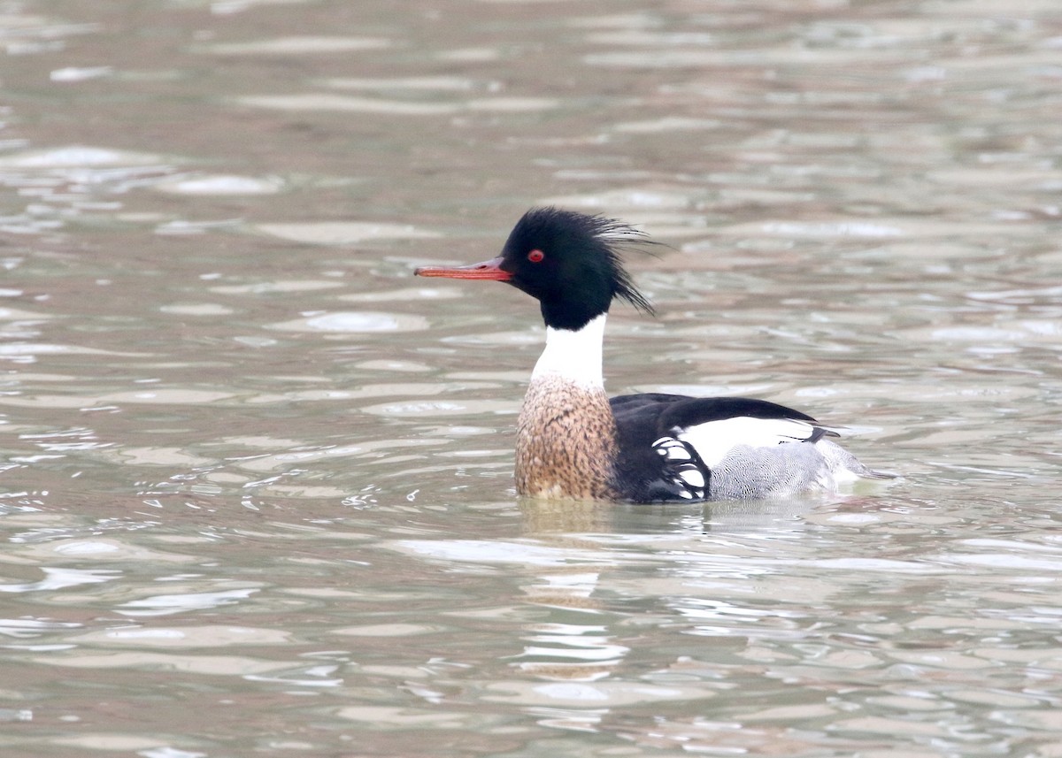 Red-breasted Merganser - ML135137011