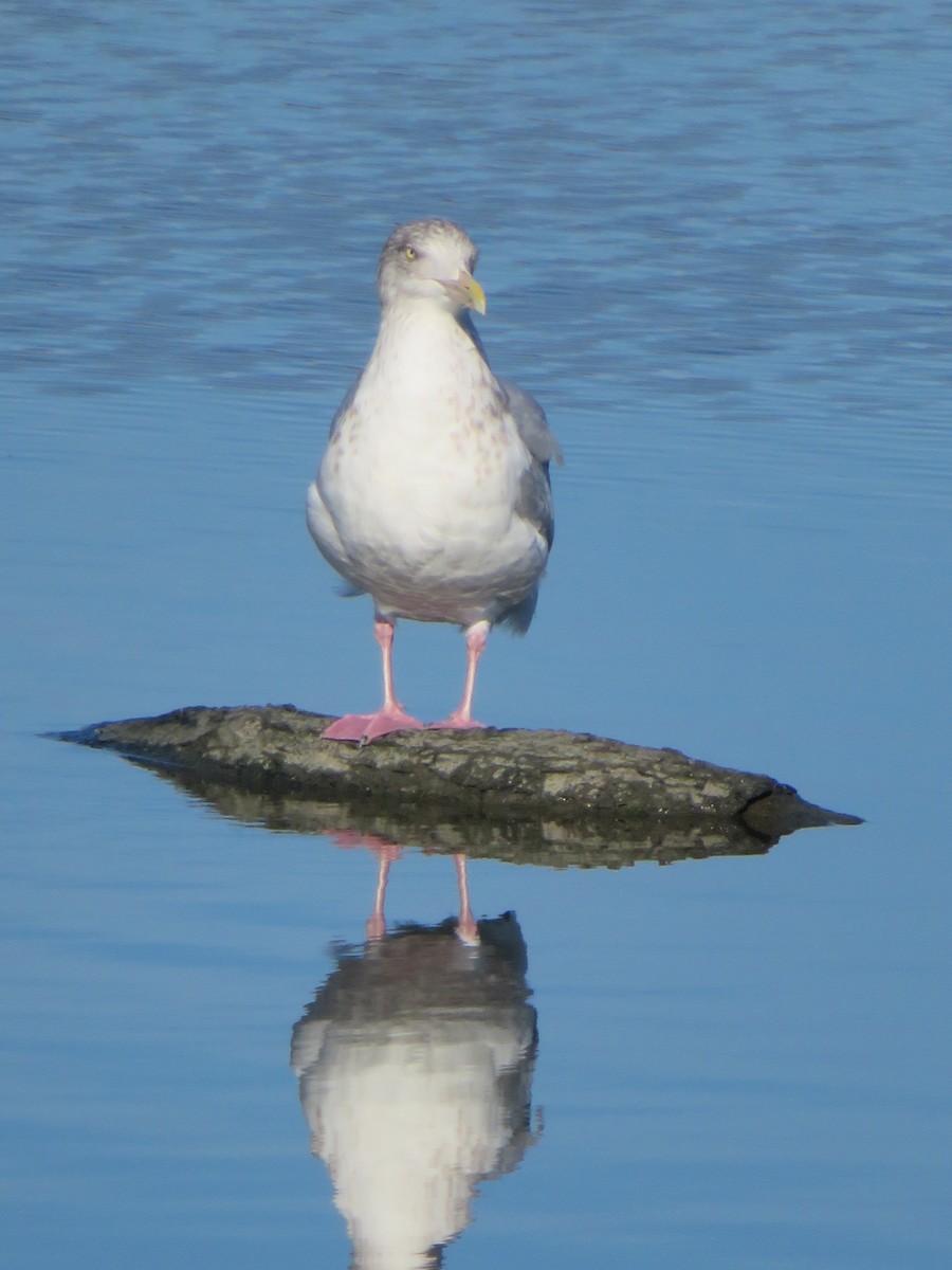 Iceland Gull - ML135140741