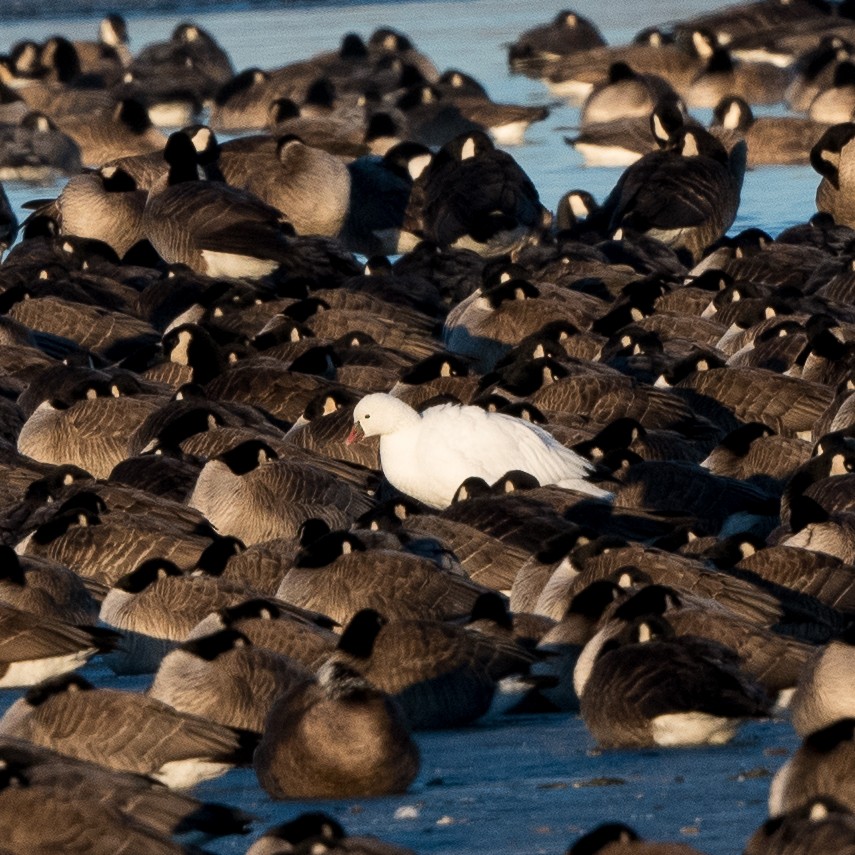 Ross's Goose - ML135141201