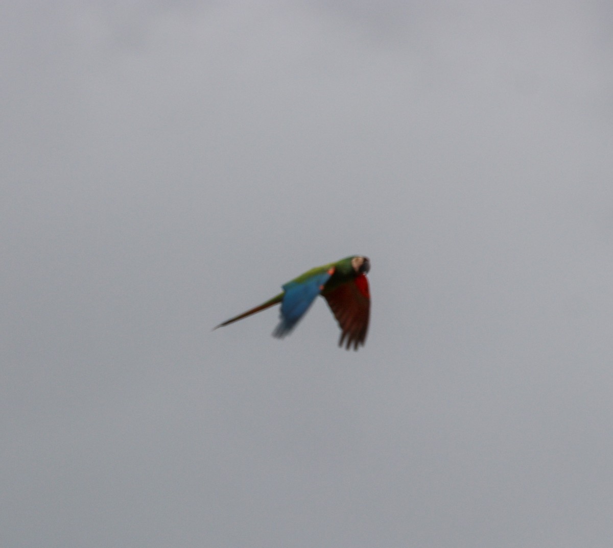 Chestnut-fronted Macaw - ML135144021