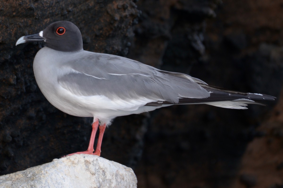Swallow-tailed Gull - ML135144051