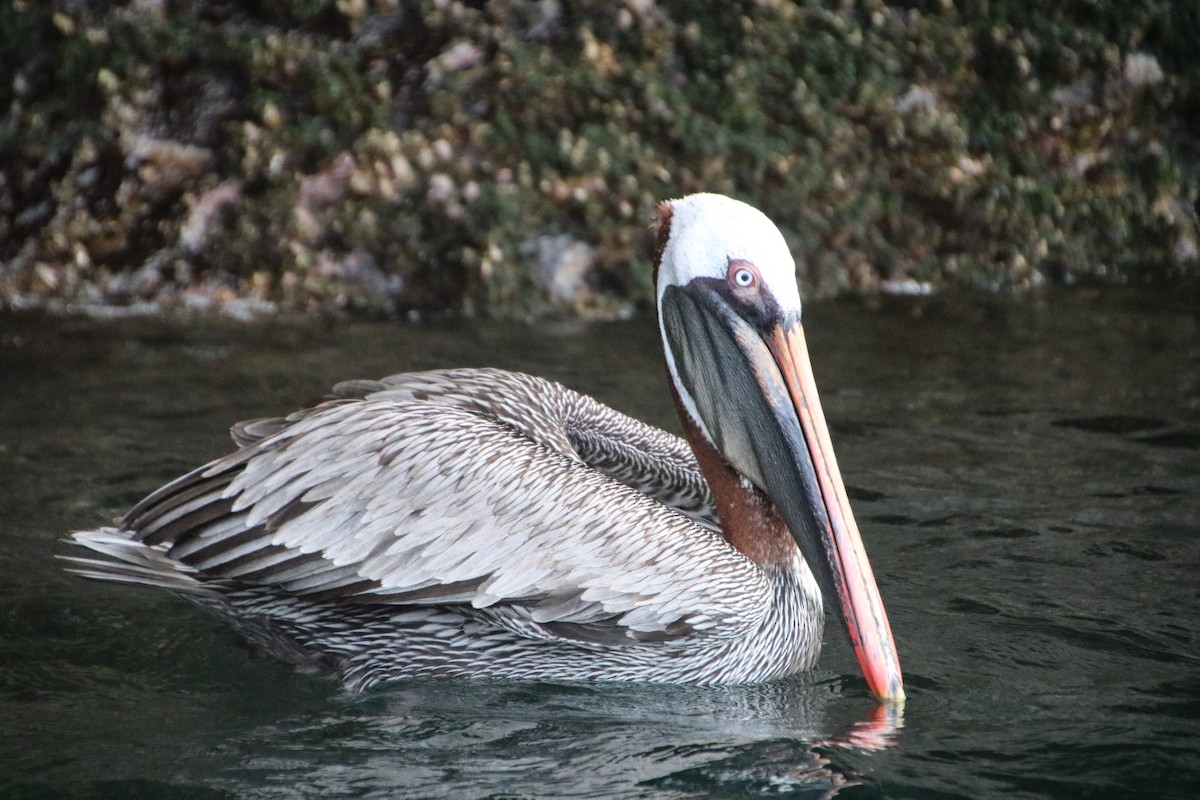 Brown Pelican - ML135144461