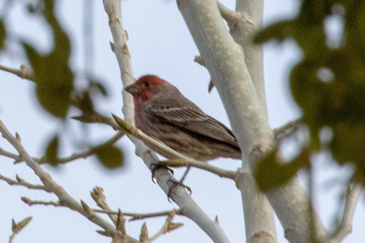 House Finch - Susan Mac